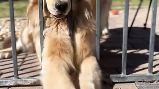 This Puppy Has the Funniest Personality! 😂🐶