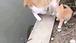 Nobody expected the cat to catch fish like this🤣