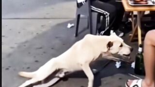 Watch till end. So which one is very smart? LOL funny