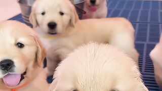 A Tiny Puppy With a Big Personality! 🐶🥰