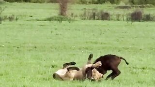 lion hunting buffalo