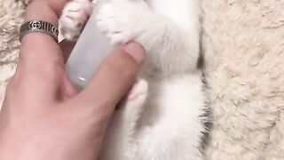 The Tiny Pounce