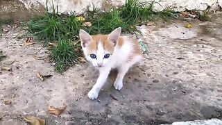 Overdose of Cuteness: Orphaned Kittens Chase Each Other & Fight
