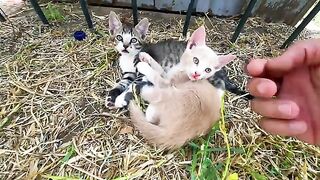 The Story of a Little Stray Kitten, Abandoned in the Street — All She Wants Is Love