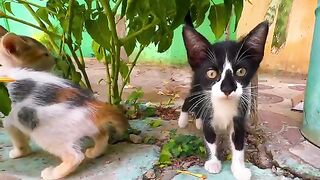 Two Orphan Kittens Chose Me as Their Only Friend on the Street” — Bonding With Them