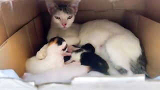 Poor Homeless Mother Cat Nurses Her Newborn Kittens Despite Her Own Hunger