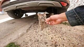 Mama Cat Tested Me Before Letting Me Near Her Kittens Under the Car
