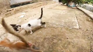 Three Orphaned Kittens—Suffering From Malnutrition and Not Yet Weaned—Choose Me