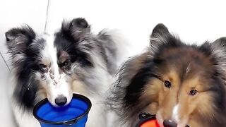 The Dramatic Dog Reaction