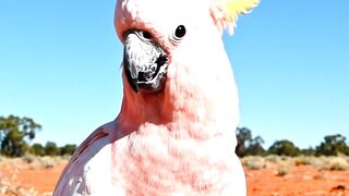 Major Mitchell's Cockatoo Doesn't Give Up Even In The Scorching Heat Of 50°C Desert!