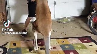 Kangaroo Fiht