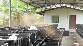 BSF lalat penghasil cuan