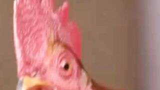 That Rooster Is Hilarious 😂