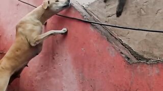 When a Dog and a Monkey Argue... 🐕🐒 | Funny Animal Fight