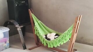 When Your Cat Feels Like the Boss of the House 😂