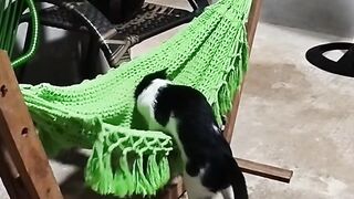 When Your Cat Feels Like the Boss of the House 😂 part2
