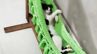 When Your Cat Feels Like the Boss of the House 😂 part3