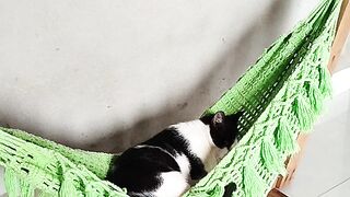 When Your Cat Feels Like the Boss of the House 😂 part5