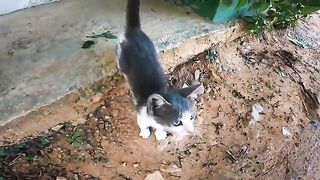 Tiny stray chooses a gentle embrace over food during our emotional first encounter