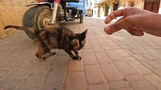 A mother cat's vocal plea reveals five tiny kittens sheltered under an old cart