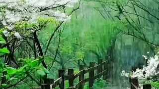 Natural rain beautiful video