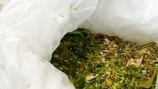 Silase Pakan Kambing
