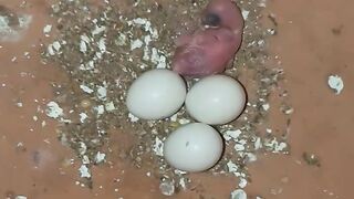 My Fast bird hatching egg