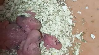 4 eggs hatching properly.4 baby is healthy.Ma shal Allah.
