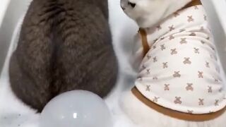Funny animals 11 2