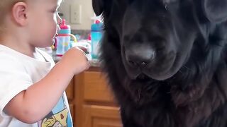 Dog cheats
