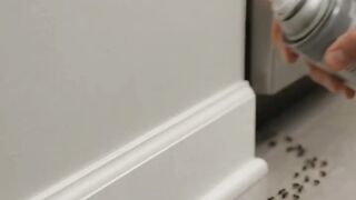 TERRO T300B Liquid Ant Bait | Simple Solution for Ant Problems