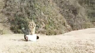 Sheep core. Don't miss it🤣