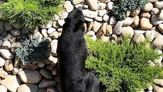 The Giant Gentle Bear/Dog