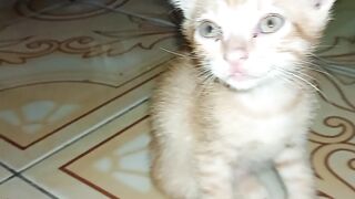 Cat Lover 😻