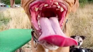 Dog Drama Moment