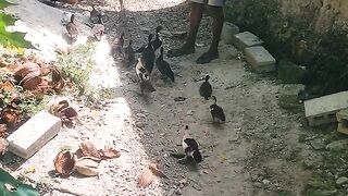 Funny ducks with thèse Dad