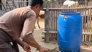 Bio gas berasal dari kohe /kotoran hewan