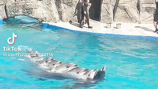 So Cute Dolphin Playing
