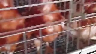 Commercial Table Egg Pullet Chicken Farming Method