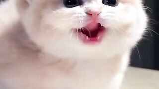 This Cat Is Way Too Cute! 😻🐾