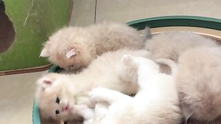 This Cat's Little Adventure Is Too Cute! 🐱✨