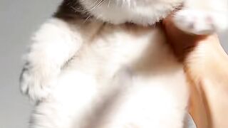 The Funniest Cat Moment You’ll See Today! 😂🐱