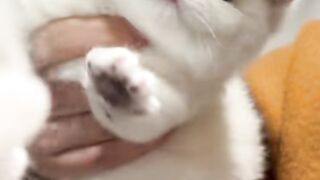 This Cat Has the Cutest Reaction! 😻🐱
