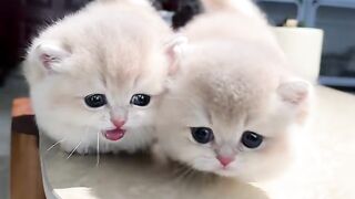 This Cat Just Made Everyone Smile! 😻🐱