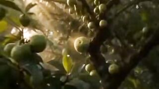A Circle of Life: The Secret Life of a Fig 🌿🫒