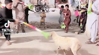 Funny video 14# August