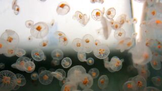 Large Colony of Transparent Moon Jellyfish with Orange Centers in Aquarium 4K