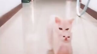 baby cat 2
