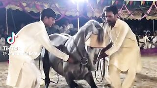 Horse lovers Liv performance from Lahore