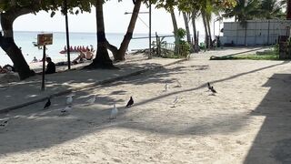 Happy birds